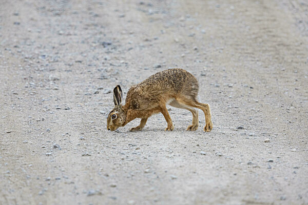 Feldhase (Lepus europaeus) Deutschland
