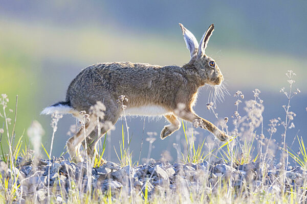 Feldhase (Lepus europaeus) Deutschland