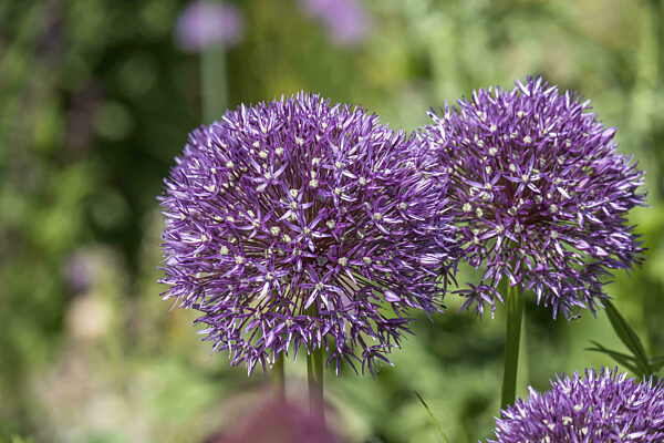 Zierlauch (Allium sp.), Blütenstand, Münsterland, Nordrhein-Westfalen...