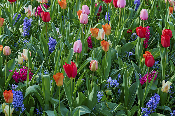 Ein Beet aus bunten Tulpen und Hyazinthen in vollem Frühlingsglanz...