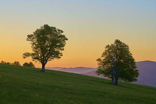 Zwei Bäume auf einer Hügelwiese bei Sonnenaufgang...