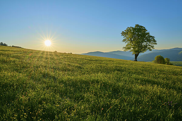 Einzelner Buchen Baum auf einer weiten Wiese bei Sonnenuntergang...