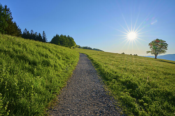 Ein schmaler Pfad führt durch eine sonnige Wiese, ein Baum im Hintergrund...