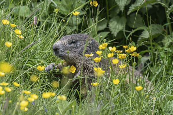 Murmeltier (Marmota marmota), Monte Baldo, Venetien, Italien, Europa