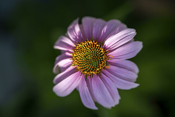Purpur Sonnenhut (Echinacea purpurea), Nahaufnahme, Makro, Baden-Württemberg...