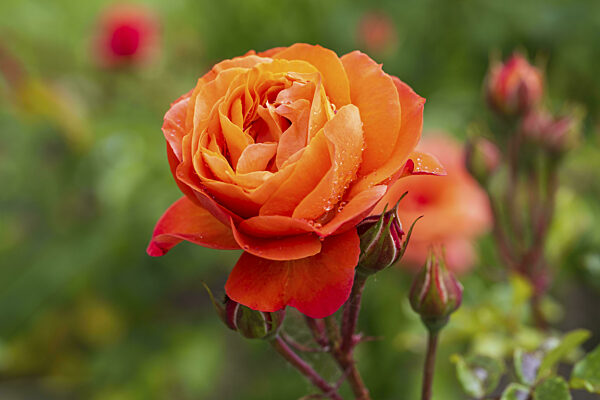 Rote Blüte der Strauchrose mit Wassertropfen, Knospen daneben...