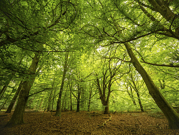Teilweise abgestorbene Bäume im Urwald Sababurg, Gutsbezirk Reinhardswald...