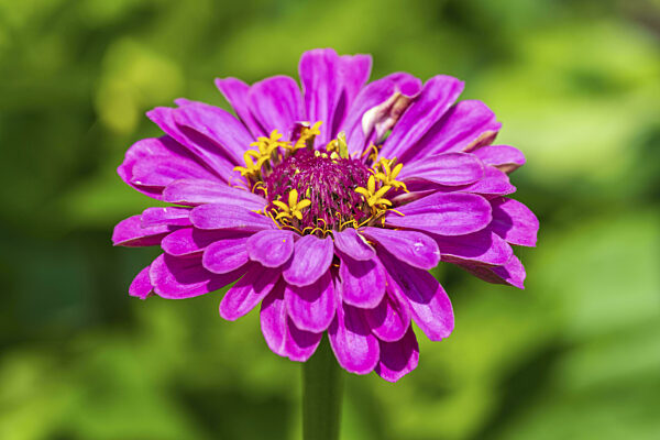 Garten-Zinnie, Zinnie (Zinnia elegans), Farbe pink, einzelne Blüte...