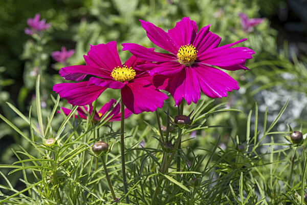 Schmuckkörbchen (Cosmea), zwei Blüten, pink, Nordrhein-Westfalen, Deutschland