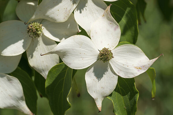 Blüten des Blumenhartriegel (Cornus kousa), weiße Blüten...