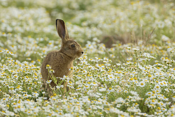 Europäischer Feldhase (Lepus europaeus), junges Legehennenbaby auf einem...