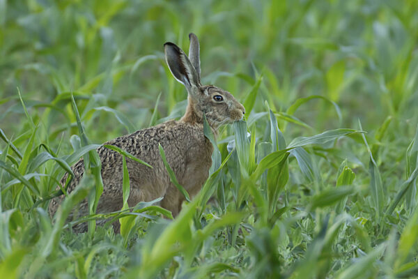 Europäischer Feldhase (Lepus europaeus), erwachsenes Tier bei der...