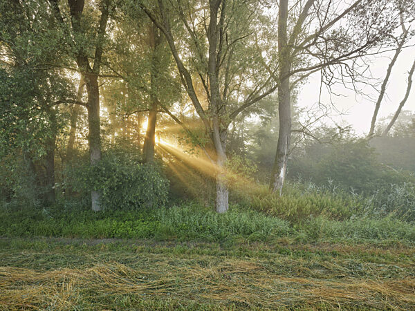 Morgenstimmung im Auenwald, Sonne strahlt durch Bäume...