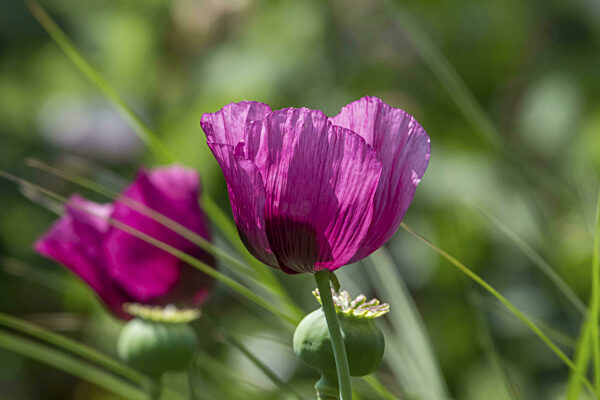 Lila Mohnblüte (Papaver), Münsterland, Nordrhein-Westfalen, Deutschland
