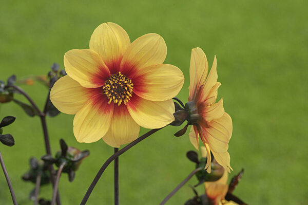 Einfache gelbrote Dahlien (Dahlia), Allgäu, Schwaben, Baden-Württemberg...