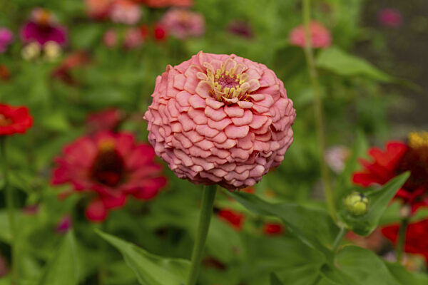 Nahaufnahme einer leuchtend rosa Zinnienblüte in einem bunten Garten