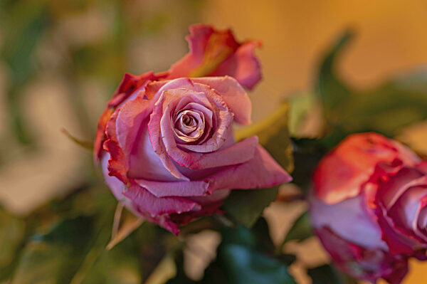 Makroaufnahme einer Rose, Bouquet, Strauß, Rosa, Erfurt, Deutschland