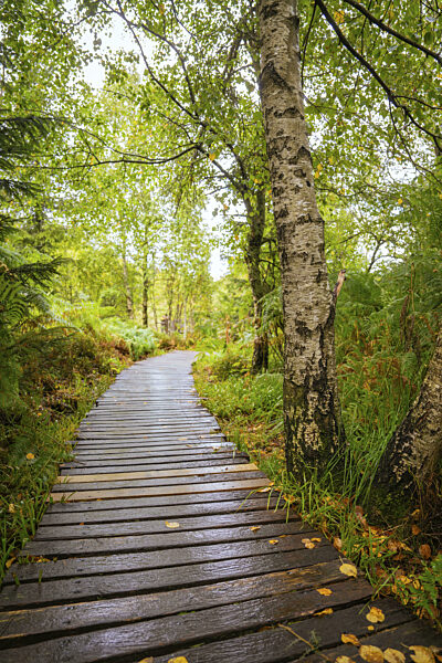 Ein hölzerner Weg führt durch einen grünen Wald mit Birken und dichtem Laub...