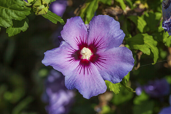 Blühende lila Hibiskus Blume, Deutschland