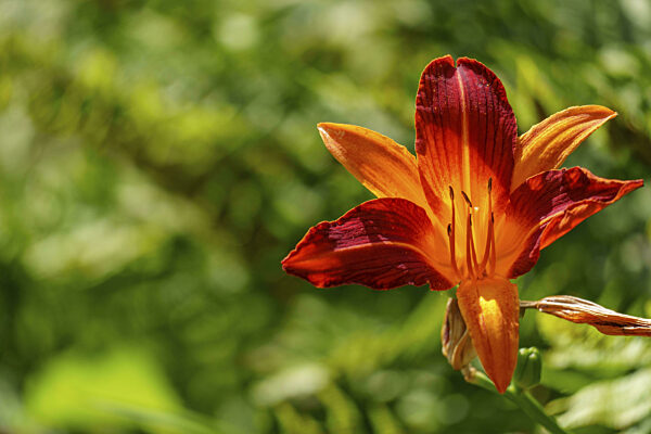 Detailaufnahme einer roten Blüte mit sonnigem, grünem Hintergrund, ramsdorf...