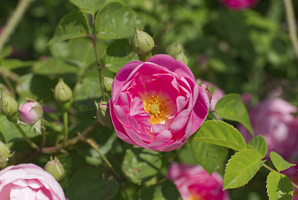 Offene Blüte einer Strauchrose (Rosa)