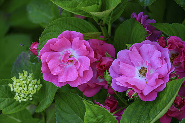 Blühende rosa Blumen umgeben von üppigen grünen Blättern in Nahaufnahme...