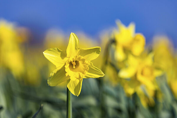 Gelbe, blühende Narzisse (Narcissus) im Vordergrund mit unscharfer...