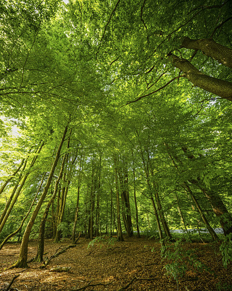 Heilige Halle, Bäume im Urwald Sababurg, Gutsbezirk Reinhardswald...