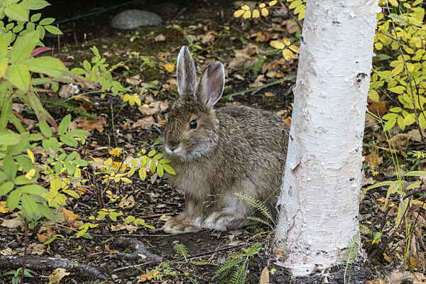Schneeschuhhase (Lepus americanus), Alaska, USA