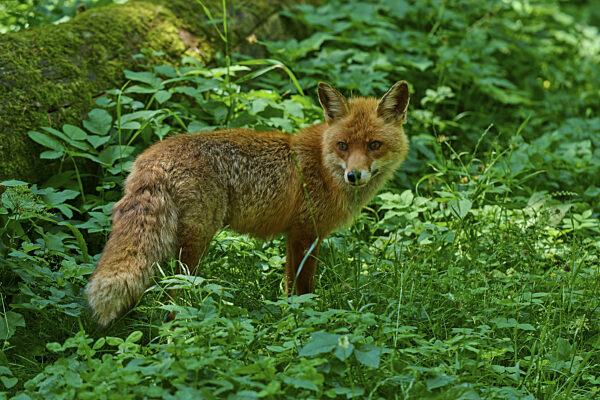 Ein Fuchs steht im Grünen des Waldes, umgeben von üppiger Vegetation...