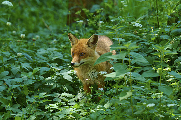 Ein Fuchs versteckt sich im dichten, grünen Waldlaub...