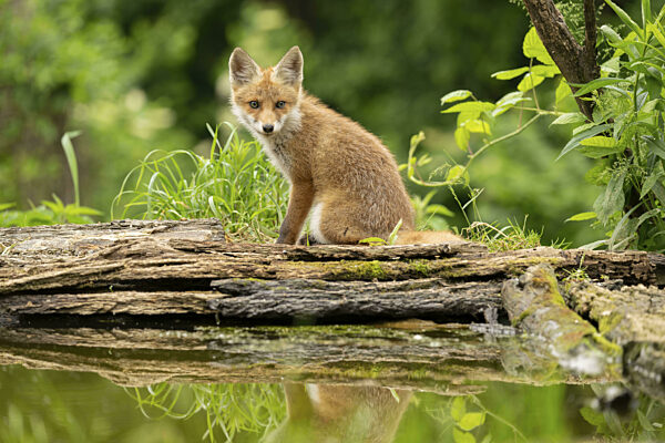 Rotfuchs (vulpes vulpes), juvenil, sitzend mit Spiegelung, Ormoz, Slowenien
