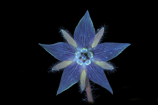 Borretsch (Borago officinalis), Blüte mit UV-Licht aufgenommen, Deutschland