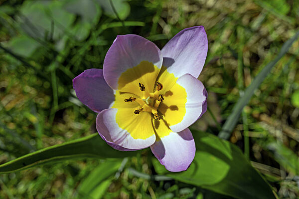 Frühlingswiese mit Tulpe (Tulipa), Allgäu, Schwaben, Bayern, Deutschland