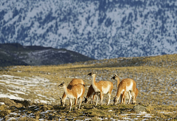 Guanakos (Lama guanicoe), Nationalpark Torres del Paine, Patagonien, Chile...