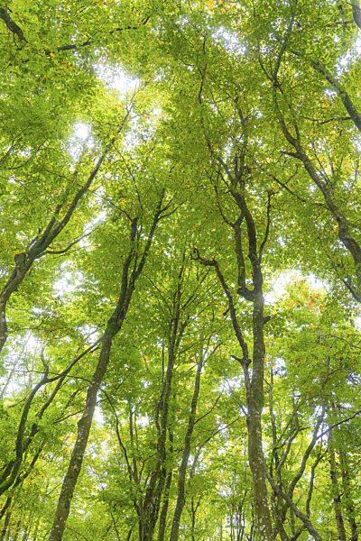 Ein Blick in den dichten, grünen Wald mit Licht durch die Blätter...