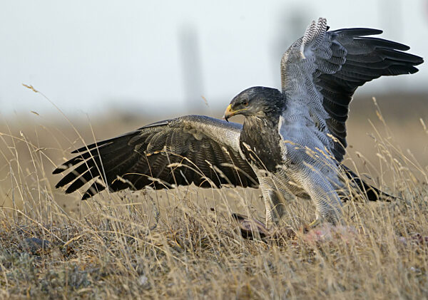 Aguja oder Andenbussard (Geranoaetus melanoleucus australis) frisst Beute...