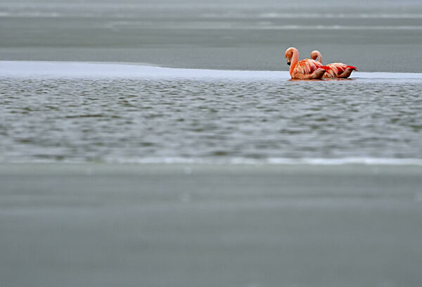 Chile-Flamingo (Phoenicopterus chilensis), Patagonien, Chile, Südamerika