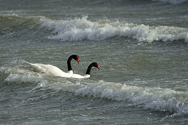 Schwarzhalsschwäne (Cygnus melancoryphus), Patagonien, Chile, Südamerika
