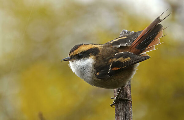 Stachelschwanzschlüpfer (Aphrastura spinicauda), Patagonien, Chile, Südamerika