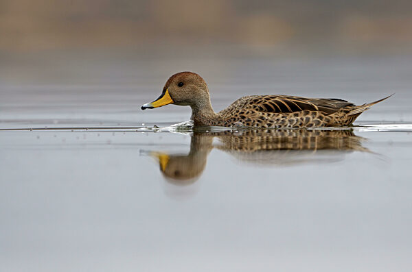 Andenente (Anas flavirostris), Nationalpark Torres del Paine, Patagonien...