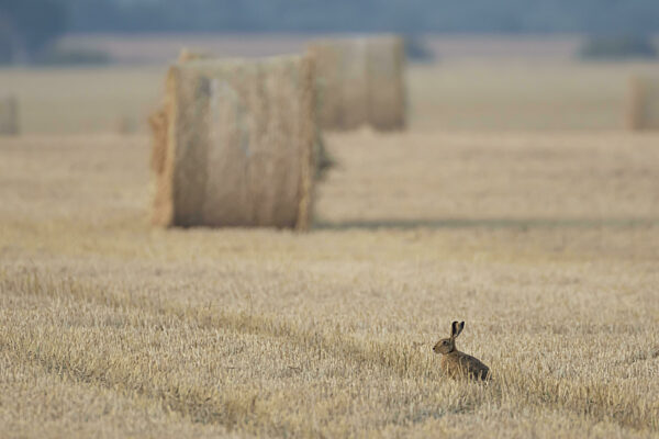 Ausgewachsenes Tier des Feldhasen (Lepus europaeus) auf einem...