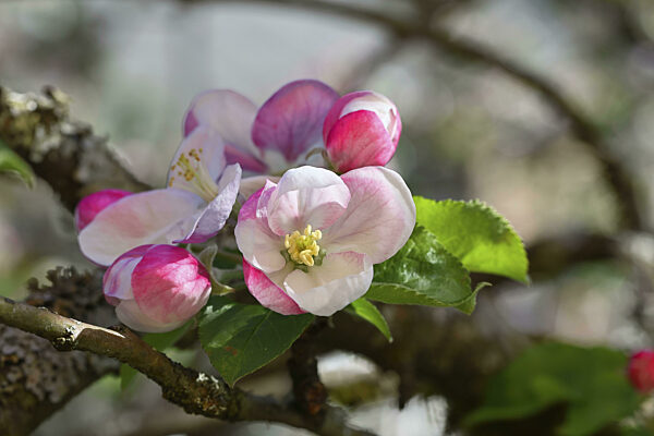 Apfelblüten (Malus), rote noch geschlossene Blüten und weiße geöffnete Blüte...