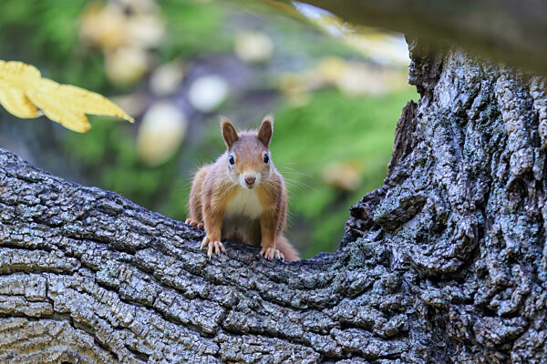 Ein neugieriges rotes Eichhörnchen hockt auf einem strukturierten Baumstamm...