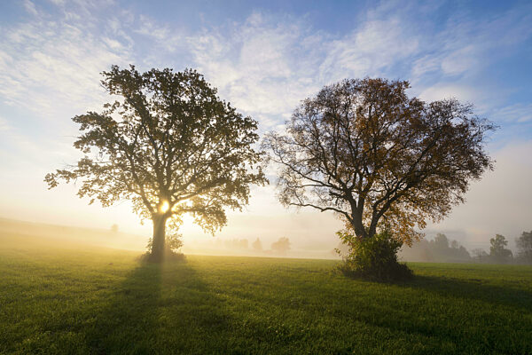 Zwei Bäume werden von der aufgehenden Sonne beleuchtet...