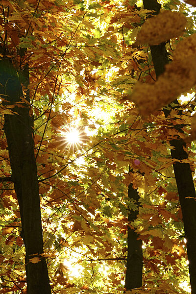 Bäume im Wald mit Herbstsonne, Oktober, Deutschland