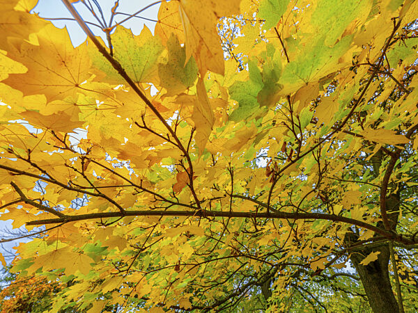 Herbstlich gefärbte Bäume im Theaterpark, Braunschweig, Niedersachsen...