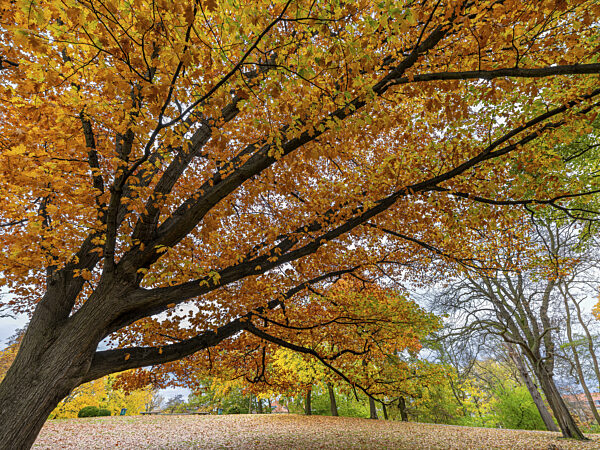 Herbstlich gefärbte Bäume und Laub auf dem Boden, Theaterpark, Braunschweig...