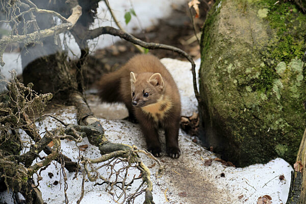 Baummarder (Martes martes), adult, wachsam, Boden, Winter, Schnee...