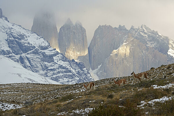 Guanakos (Lama guanicoe), Torres del Paine Nationalpark, Patagonien, Chile...